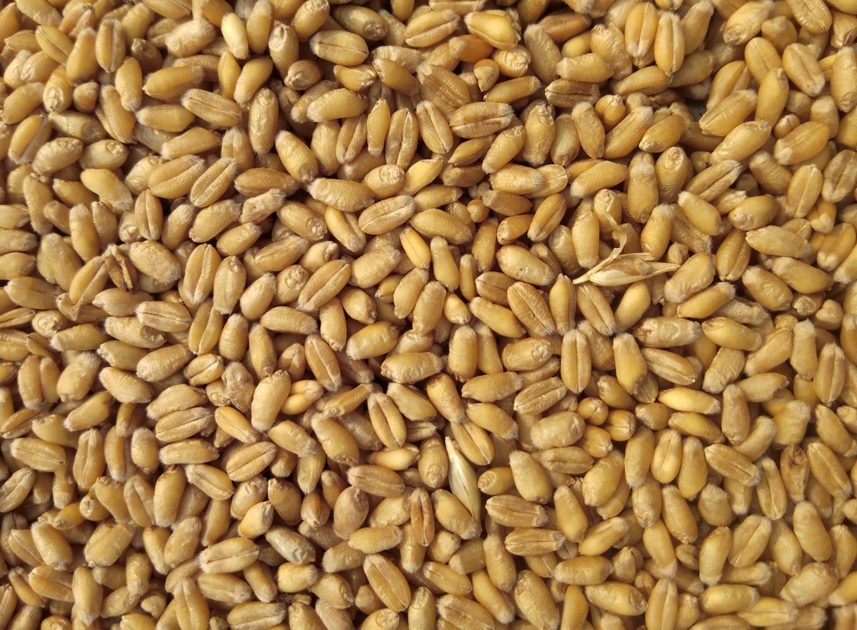 Summer grain output tops 300 billion jin for first time, highlighting food security 1 summer grain
