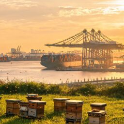 Overseas bee product exporters face two-step GACC registration 4 021786277155951f5028489cb353b460b901382cc774869f27dcd 0