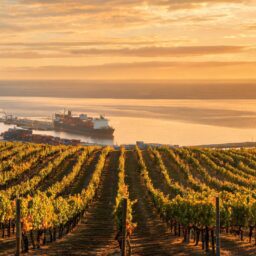 Chilean Wine Imports to China Drop in H1