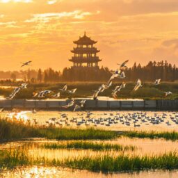 China, Asia-Pacific partners safeguard migratory bird lifeline 3 02178679556518239b5b0f4b57789945865e795386c3530d1d076 0