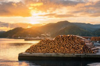 Radiata pine log prices firm as supply and demand risks loom 7 0217874873267194c81961e630bce638d970dc27533587347544c 0