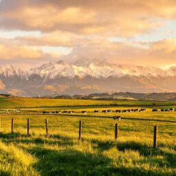 a2 Milk lifts FY2026 revenue 12.4% to NZ$1.975b 3 02178753027326375251d478e5bf6426f4e0f08f6c1b200323b8d 0