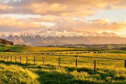 a2 Milk lifts FY2026 revenue 12.4% to NZ$1.975b 1 02178753027326375251d478e5bf6426f4e0f08f6c1b200323b8d 0