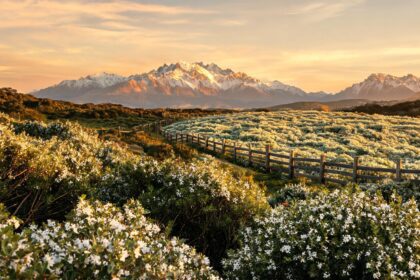 China Manuka Honey Market to Nearly Triple by 2030, NZ Imports Dominate 1 0217875732469803d3436761e68cde6bd2815b0b11060acc98e1a 0