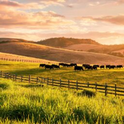 Australian Wagyu still worth buying? 3 sourcing options and FAQ under 67% combined tariff 3 0217878336934188878e6c95084a12b4d57c4d96cb06f1d9298e5 0