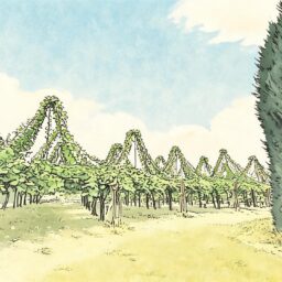 Which Kiwifruit Brand is Best? A Look at 2026 Brand Choices from Nutrition and Standards 3 color illustration 4230 1789089425