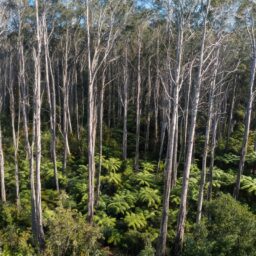 Radiata Pine Becomes Key Species in China’s Timber Imports 4 color illustration 4300 1789087420