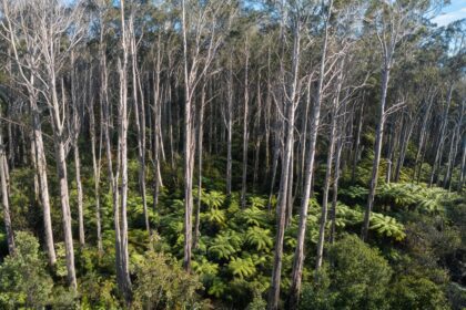 Radiata Pine Becomes Key Species in China’s Timber Imports 17 color illustration 4300 1789087420