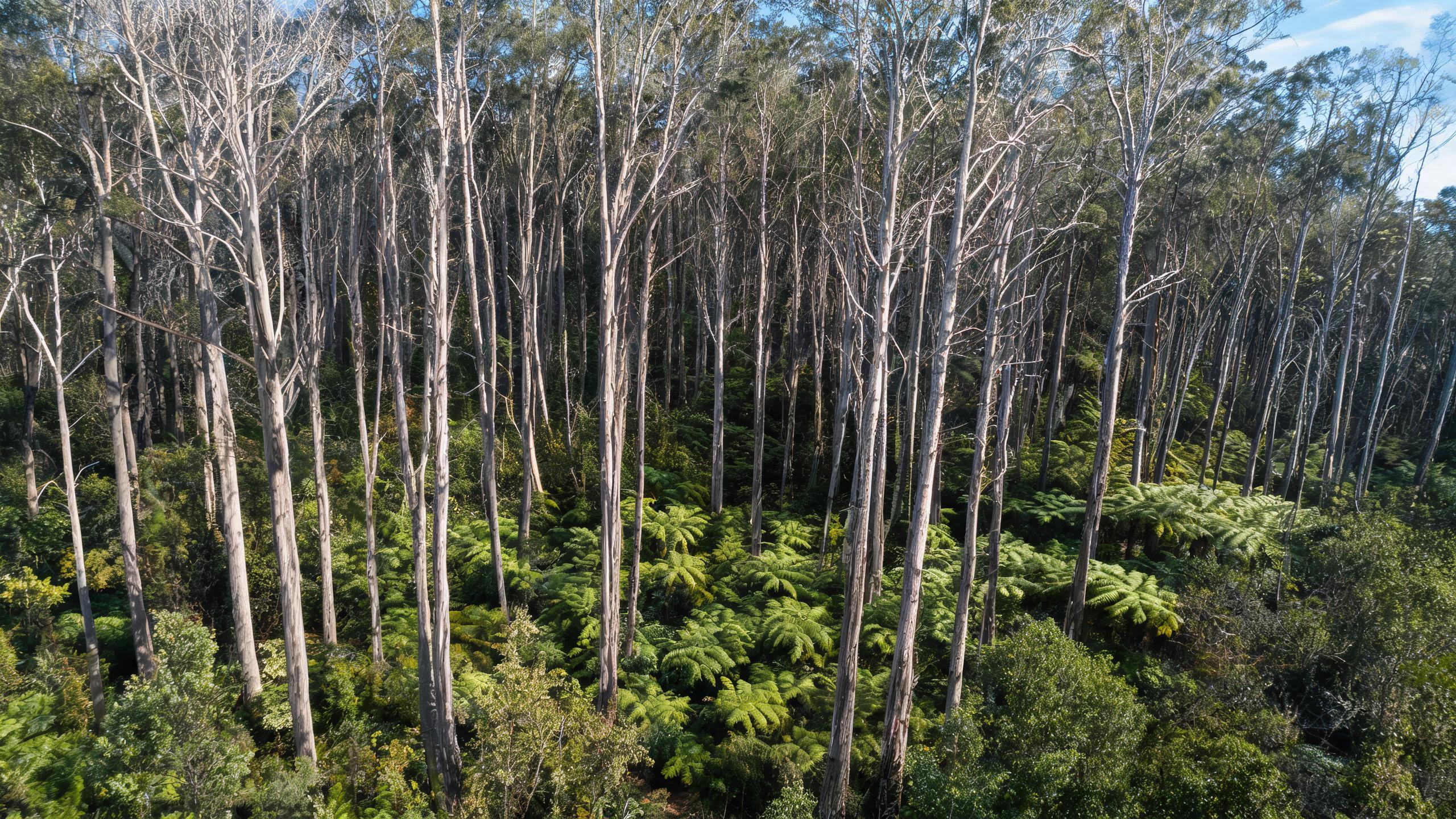 Radiata Pine Becomes Key Species in China’s Timber Imports 1 color illustration 4300 1789087420