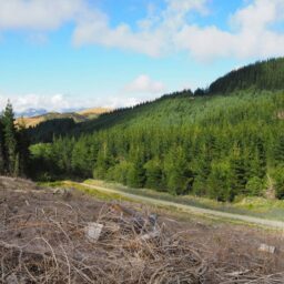 China's softwood market recovery takes hold 3 featured image 6