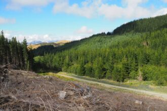 China's softwood market recovery takes hold 6 featured image 6