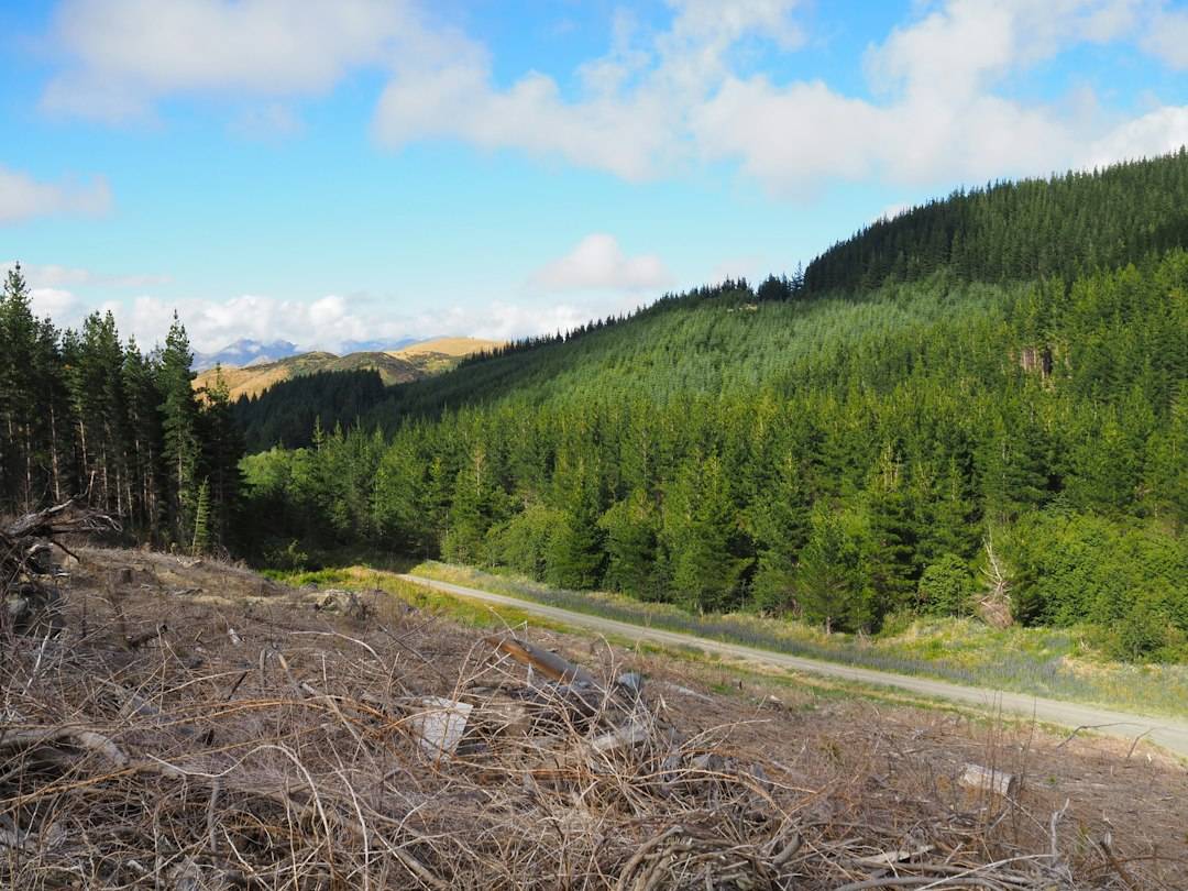 China's softwood market recovery takes hold 2 China's softwood market recovery takes hold