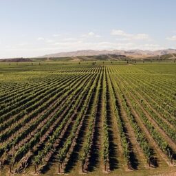 Global bulk wine market keeps sliding as China's bulk wine import mix shifts sharply 4 g8056c5a62d7d2dd1fe48d549fd9fb3f2cb26847196e0da0bae09642742137ccfa9d5b18a70f4fa95f4334d32699b3e31a6cce4bbe9bd0baedfaf5142458c7f82 1280