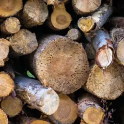 China's softwood supplier landscape shifts 3 pexels photo 13000084