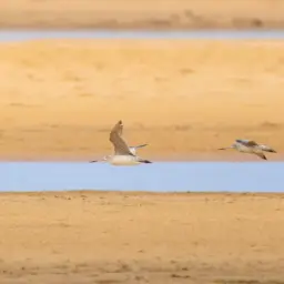 Bar-tailed godwit's epic flight highlights China-New Zealand conservation partnership 3 pexels photo 37466448