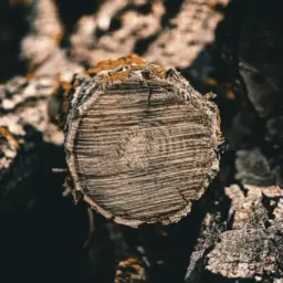 What China's log imports reveal about the global softwood market 3 pexels photo 39130321
