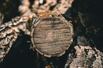 pexels photo 39130321