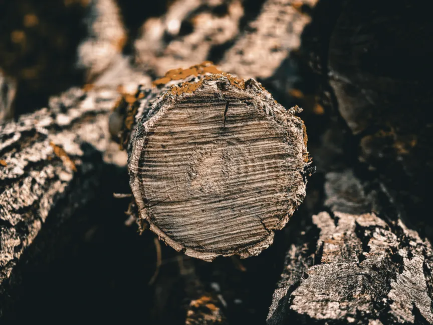 pexels photo 39130321