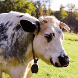 A2 Milk Lifts China Bet as Supply Constraints Ease 4 stock 12019 1789109130