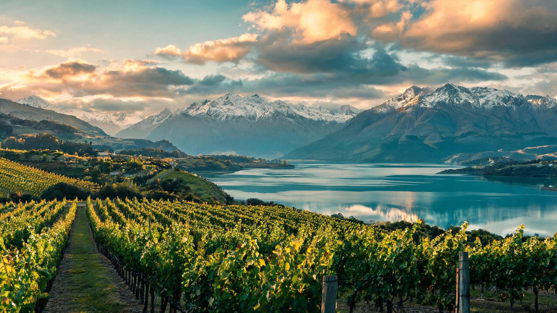 对新西兰而言，长相思葡萄酒仍领跑市场