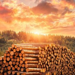 Inventory drawdown masks subdued demand as log prices stall