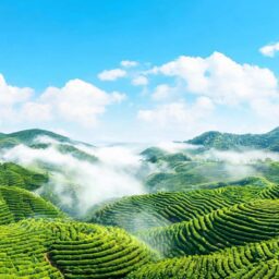 许海远代总领事出席2026年新西兰南岛中文学习和书法颁奖典礼 2 许海远代总领事出席2026年新西兰南岛中文学习和书法颁奖典礼