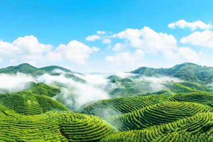 许海远代总领事出席2026年新西兰南岛中文学习和书法颁奖典礼 15 许海远代总领事出席2026年新西兰南岛中文学习和书法颁奖典礼