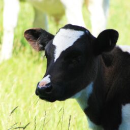 Dairy prices rise 2.5% at GDT auction, whole milk powder hits four-year high