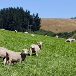 全球肉类价格与生产：指数117.3，产量3.79亿吨｜FAO