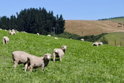 全球肉类价格与生产：指数117.3，产量3.79亿吨｜FAO