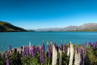 Earnings Insight | Red Retreats, White Advances: Sluggish Wine Market Shifts Gears
