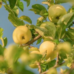 新西兰苹果产业复苏 3 新西兰苹果产业复苏