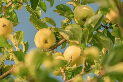 新西兰苹果产业复苏 19 新西兰苹果产业复苏
