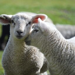Fleeces fly again at Napier's WoolWorks