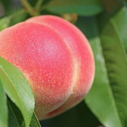 Asiafruit Statistics Handbook 2026: Asia's billion-dollar market expands as premium fruit categories surge