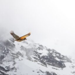 小鹏 X9 登陆澳新市场后热度持续走高 3 小鹏 X9 登陆澳新市场后热度持续走高