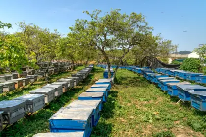 China Manuka Honey Market to Nearly Triple by 2030, NZ Imports Dominate 13 China Manuka Honey Market to Nearly Triple by 2030, NZ Imports Dominate
