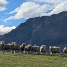 Food and Fibre Exports Reach Record NZ.2b