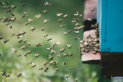 Shanghai Quarantine Authorities Launch Urgent Inspection of NZ Bee Products 5 Shanghai Quarantine Authorities Launch Urgent Inspection of NZ Bee Products