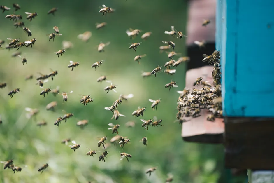 Shanghai Quarantine Authorities Launch Urgent Inspection of NZ Bee Products