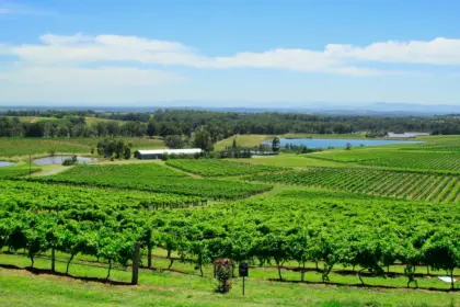 Ningxia State Farm Lists LVMH Winery Stake for RMB1 12 pexels photo 5934491