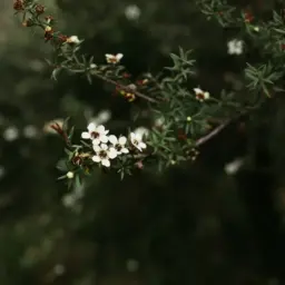 Mānuka Honey and Leaf Bioactives: A Review of Taonga Natural Products from Leptospermum scoparium