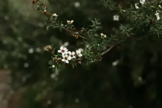 Mānuka Honey and Leaf Bioactives: A Review of Taonga Natural Products from Leptospermum scoparium