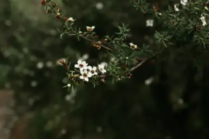 Mānuka Honey and Leaf Bioactives: A Review of Taonga Natural Products from Leptospermum scoparium 2 Mānuka Honey and Leaf Bioactives: A Review of Taonga Natural Products from Leptospermum scoparium