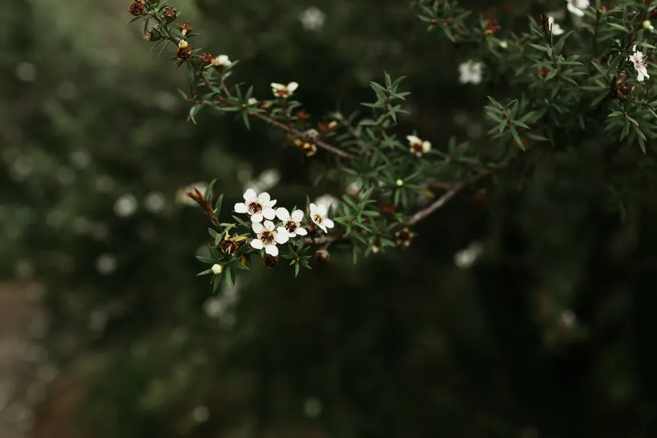 Mānuka Honey and Leaf Bioactives: A Review of Taonga Natural Products from Leptospermum scoparium